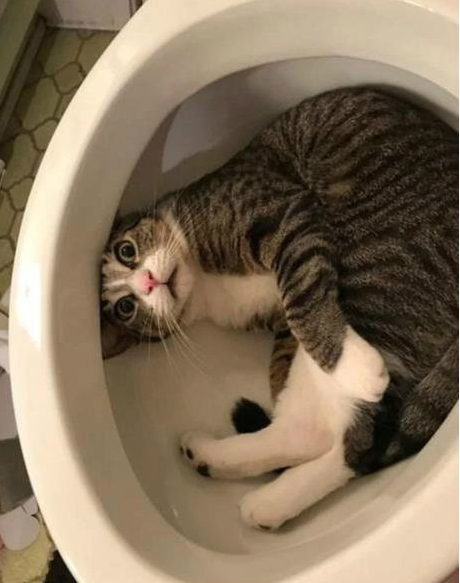 奇葩搞笑图片:人鱼王子花了500w长出了双腿,结果还不如不长