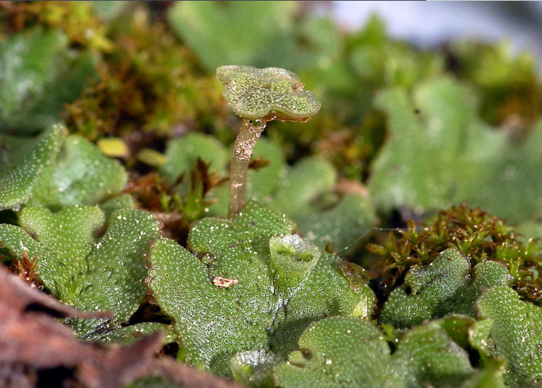 地钱是苔纲,地钱科,地钱属的孢子植物.