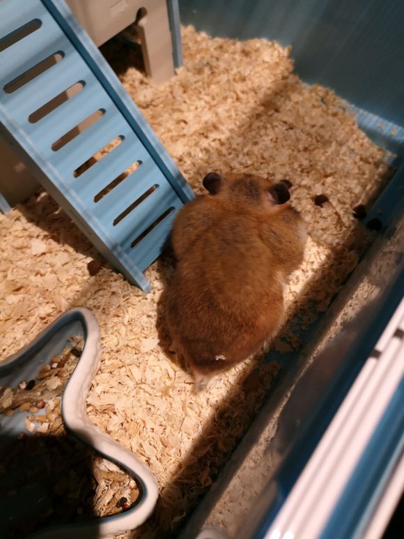 胖鼠越狱回来竟然胖了三倍!除了脏脏的真看不出是越狱了!