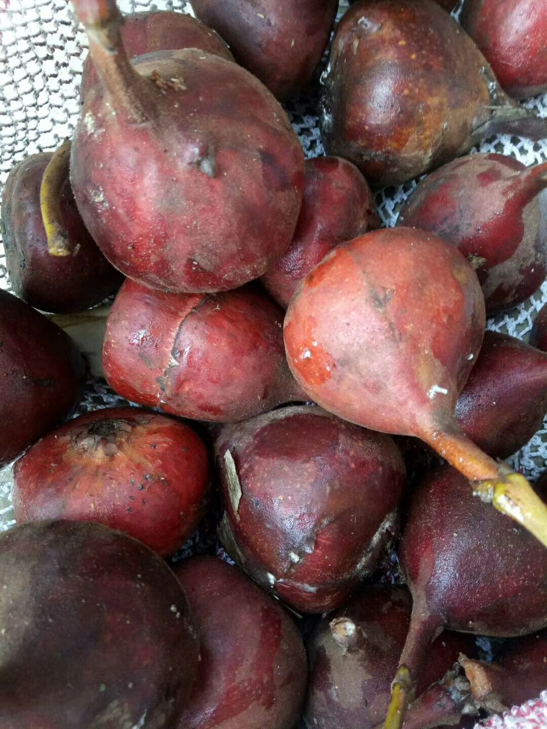 不好结果,长在大山里的野生无花果你见过吗?