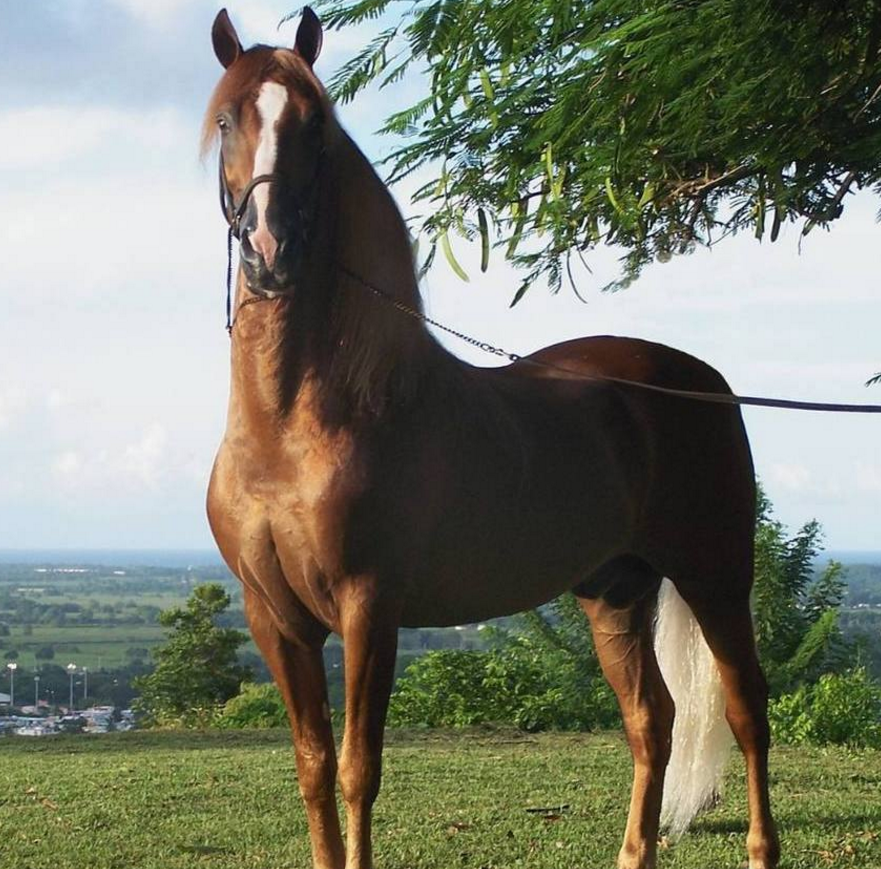 全球最昂贵的十匹"马"见过一种都算你厉害,网友:长见识了!