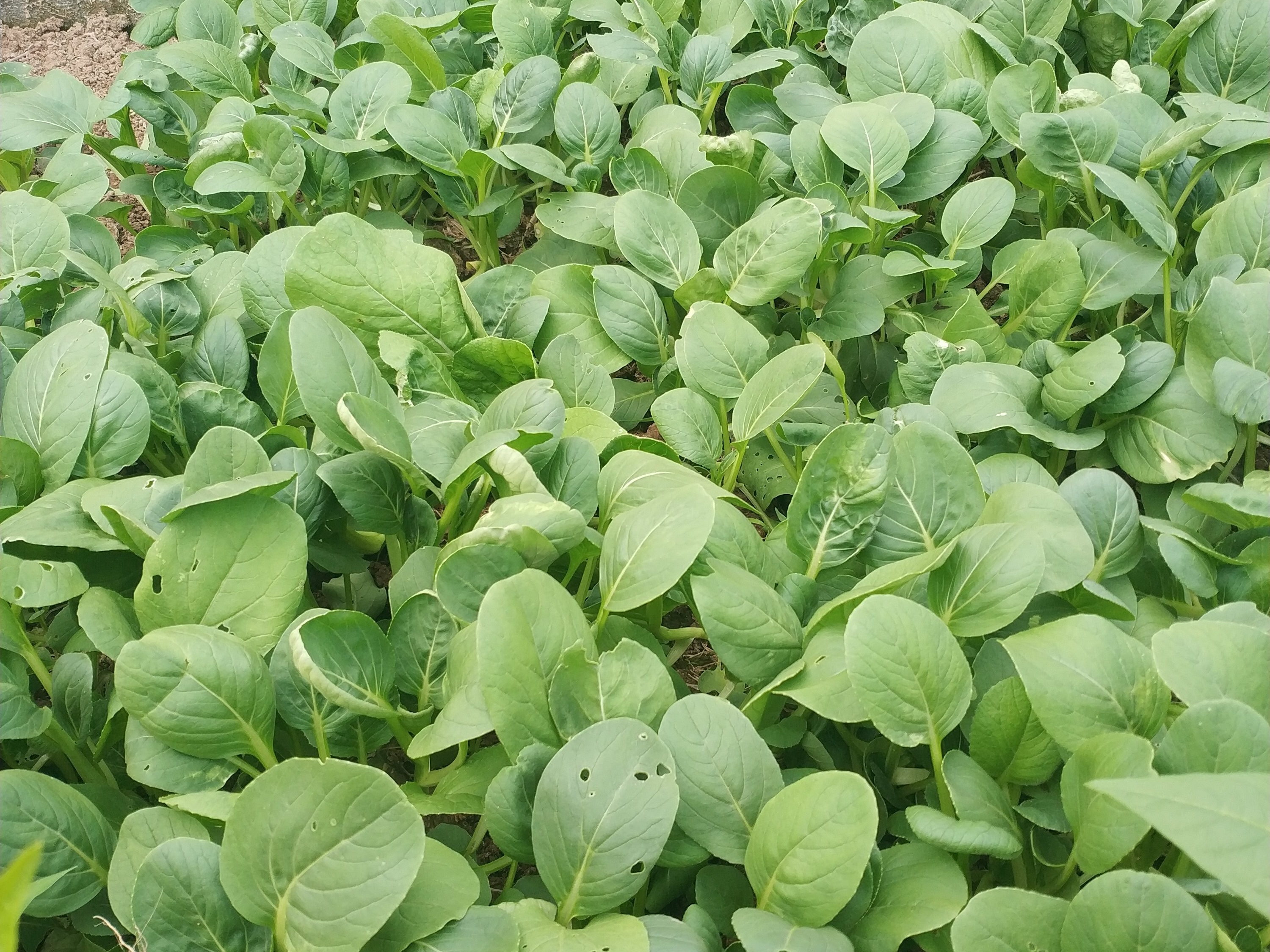 城市里无公害绿色蔬菜走俏,在农村自家种的都是