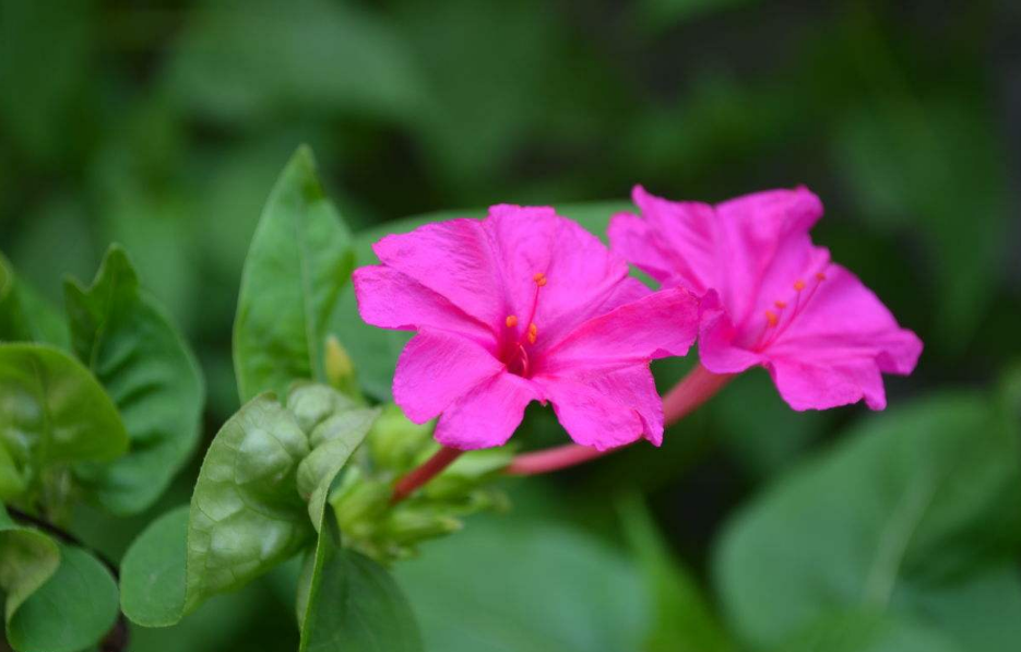 你见过这种奇特的花吗?