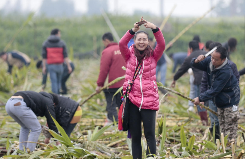 直击;中越边境砍甘蔗的越南女子,看着实在是不容易啊!