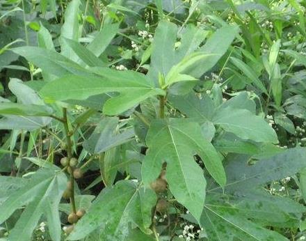 农村人称"五爪树",叶子像五根手指,根茎能健脾补肺,你见过吗