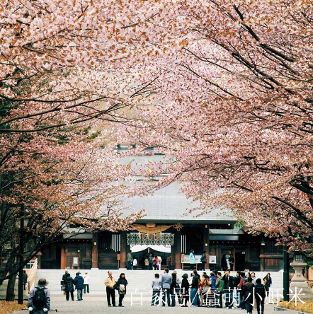 北海道,日本最後一抹櫻花盛景