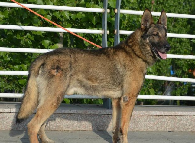 为什么德牧不像德牧了,反而昆明犬像德牧了?二者谁更聪明呢?