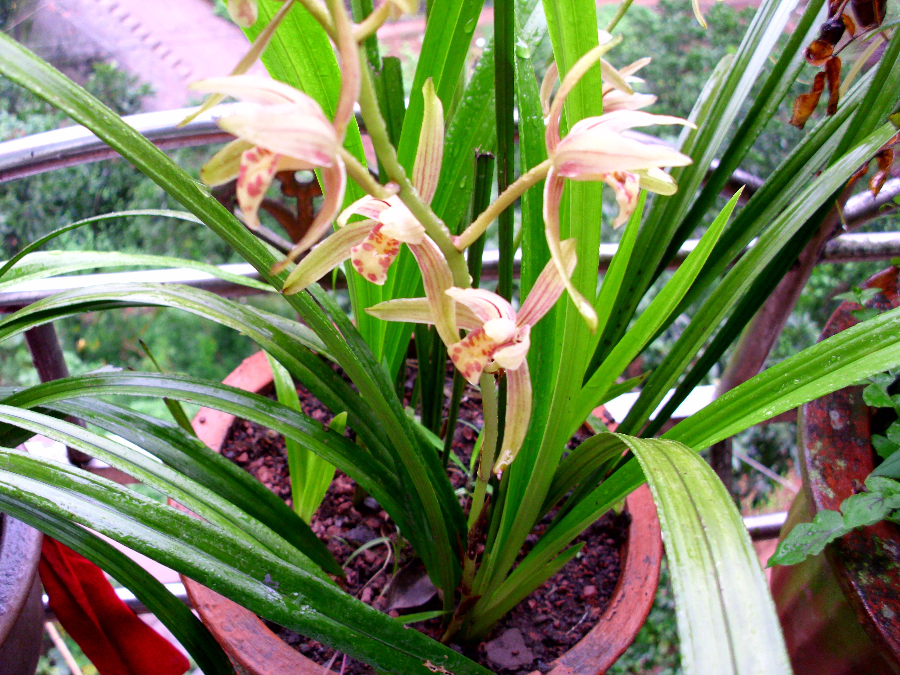 三农小七告诉你:兰花兰草盆栽,施肥注意这四点,容易开花和爆盆