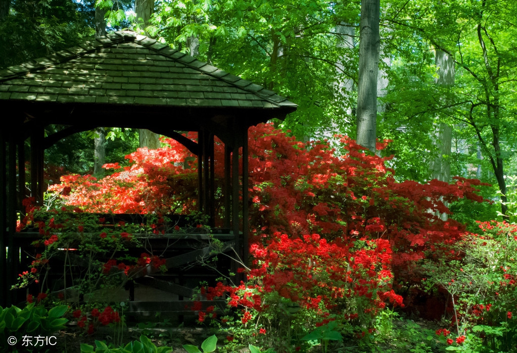 杜鹃花发映山红.韶光觉正浓.水流红紫各西东.绿肥春已空.