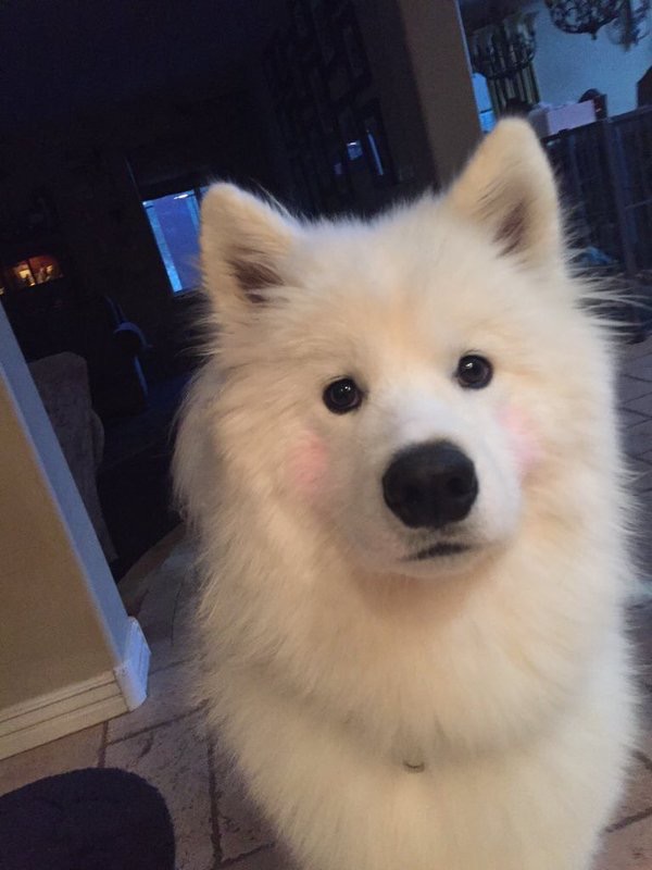 当萨摩耶遇上了腮红,狗汉子的它竟然爱上了化妆?