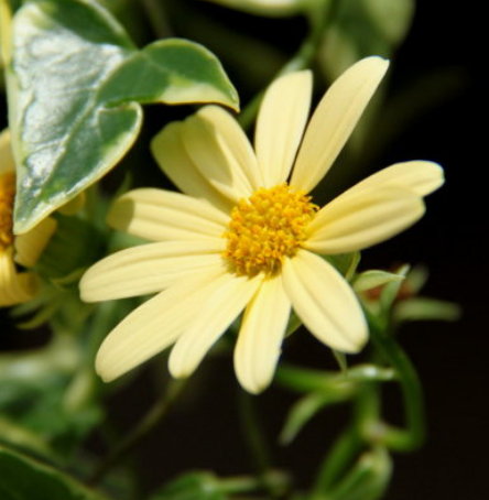 养殖特别好看的绿玉菊,引得邻居纷纷到你家观赏