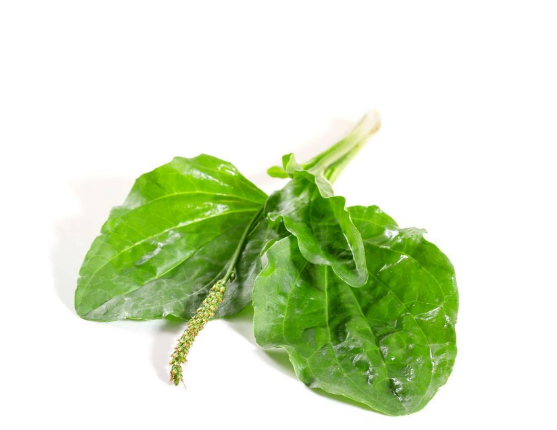 抱子芥中含一多种微量元素,特别是叶酸,可促进胎儿神经和脑的发育