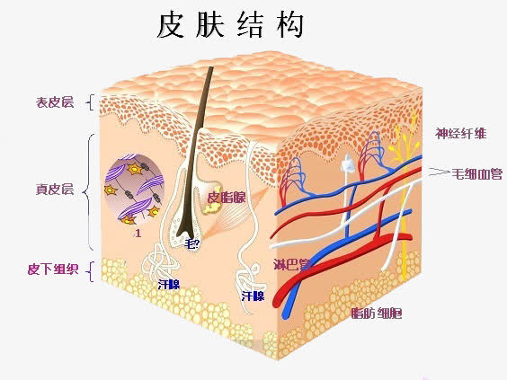 皮肤构造图片大全大图图片