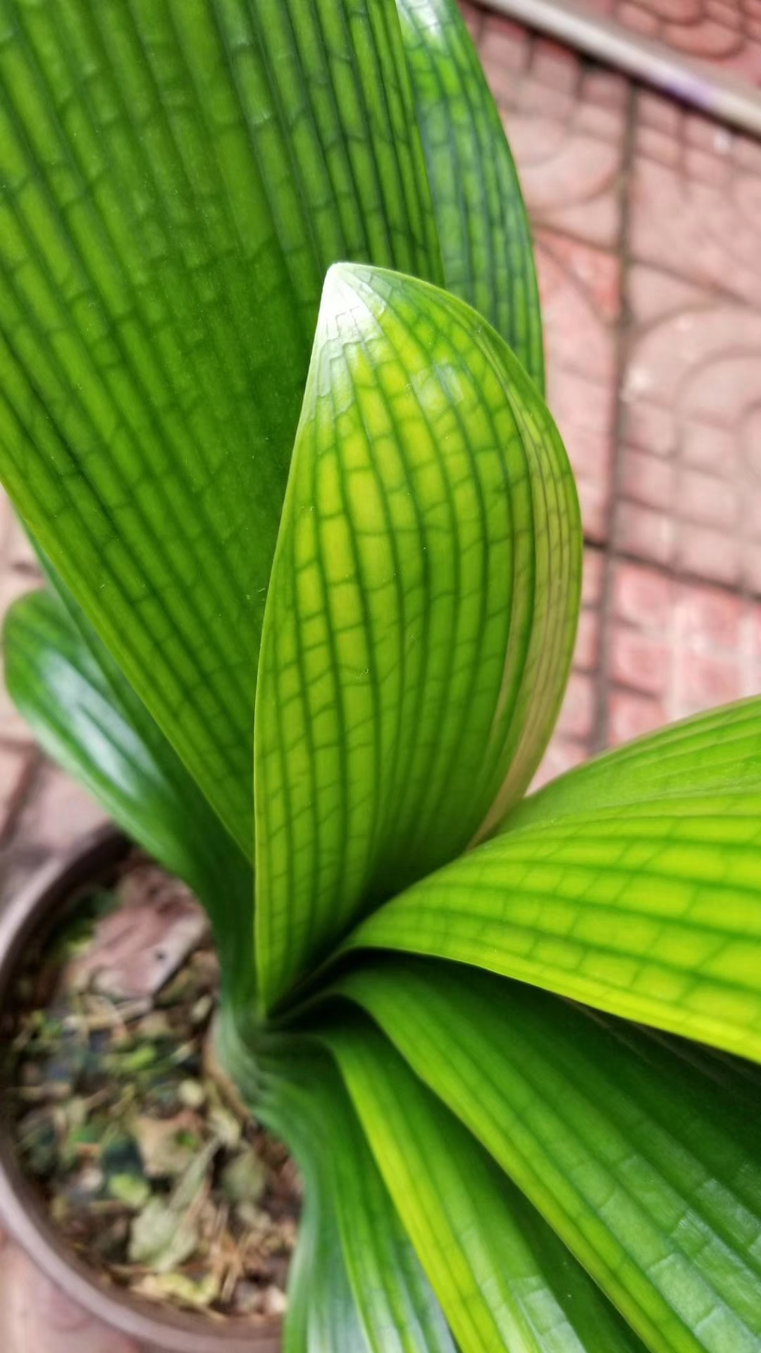 花脸君子兰,猜猜是什么颜色的花