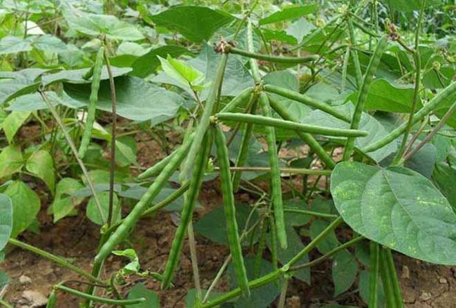 农村种植绿豆者越来越少,原因在于产量低还是价格不高?