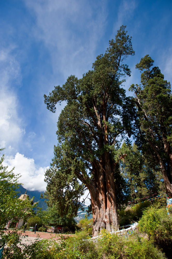 世界柏树王园林—散布生长着数百棵千年古柏