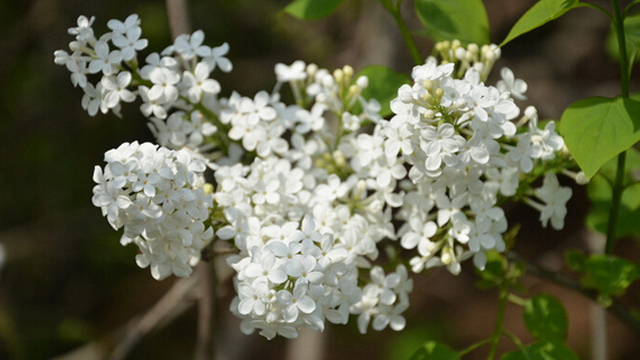 白芷的功效和作用 白芷可以祛斑吗