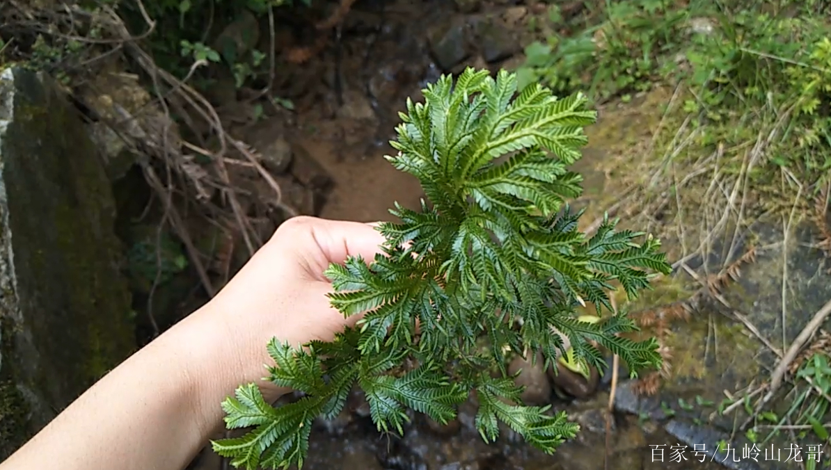 農村山裡的植物,農民稱它