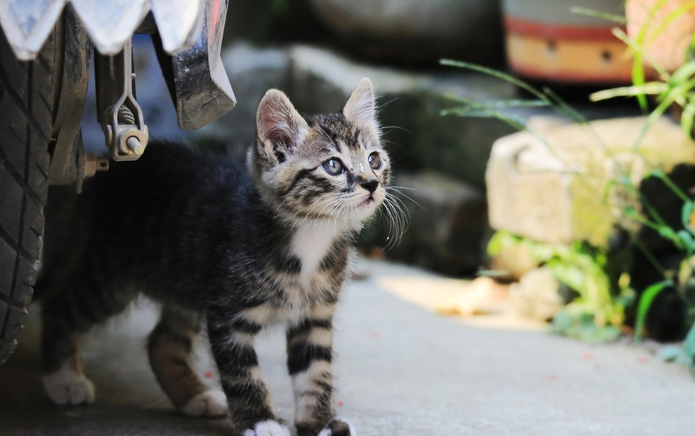 中华田园猫都是土猫?国际认证的狸花猫了解一下