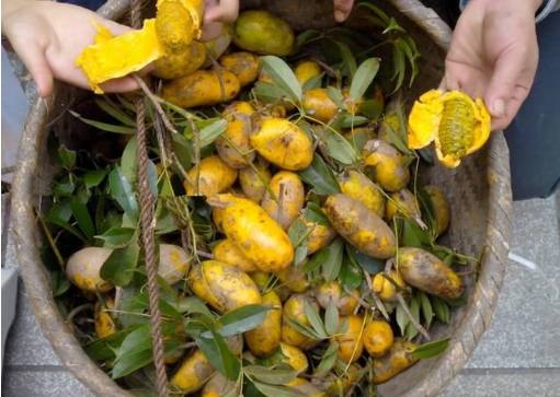 农村这种野果子,以前看不上,如今抢着要,通经活络还能舒肝理气