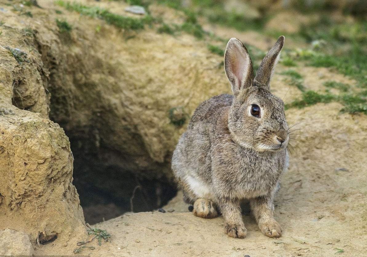 兔窟 baijiahao.baidu.com