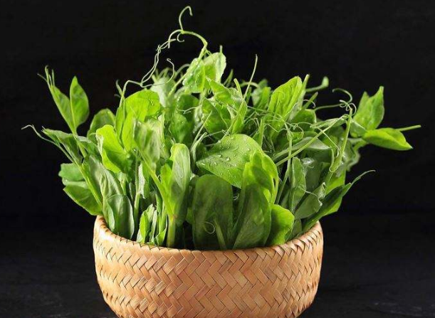 豌豆尖富含维生素!素炒很美味,有助于排出体内毒素!你知道吗?