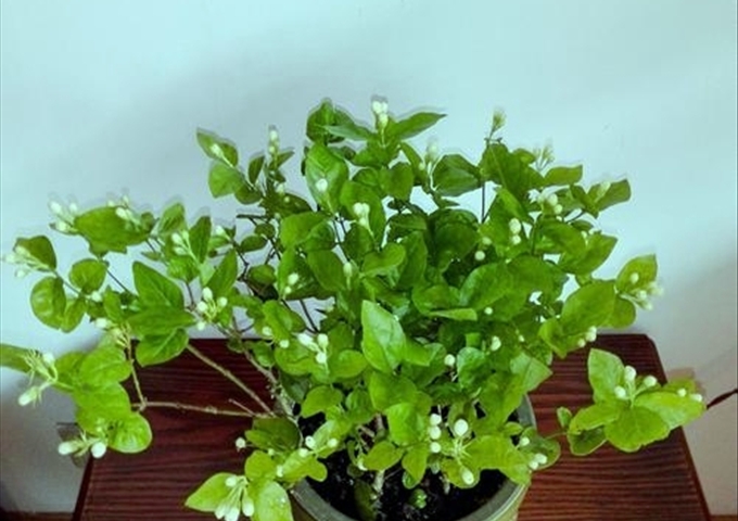 原標題:買回家後的茉莉花怎麼換盆合適 摘要:茉莉花,又被稱之為茉莉