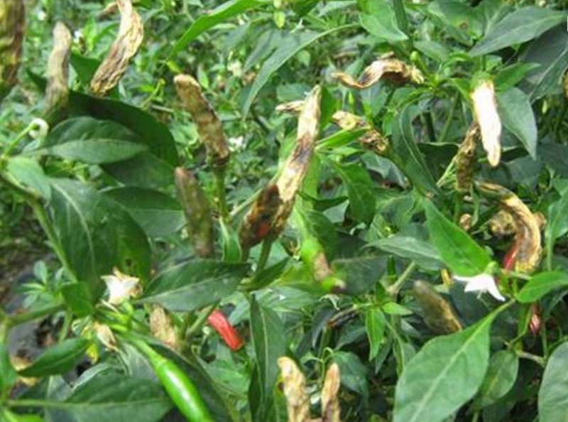 阳台种菜:盆栽的辣椒得了软腐病怎么办?辣椒软腐病的识别与防治