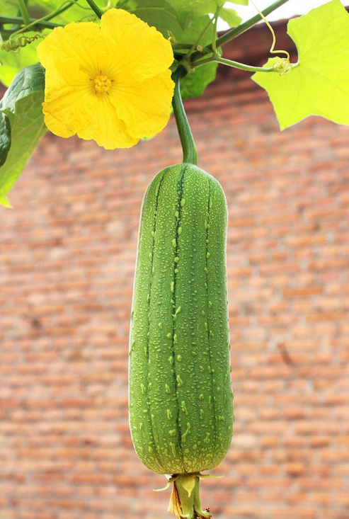 一,健脑,由于丝瓜中维生素b等含量高,有利于小儿大脑发育及中老年人