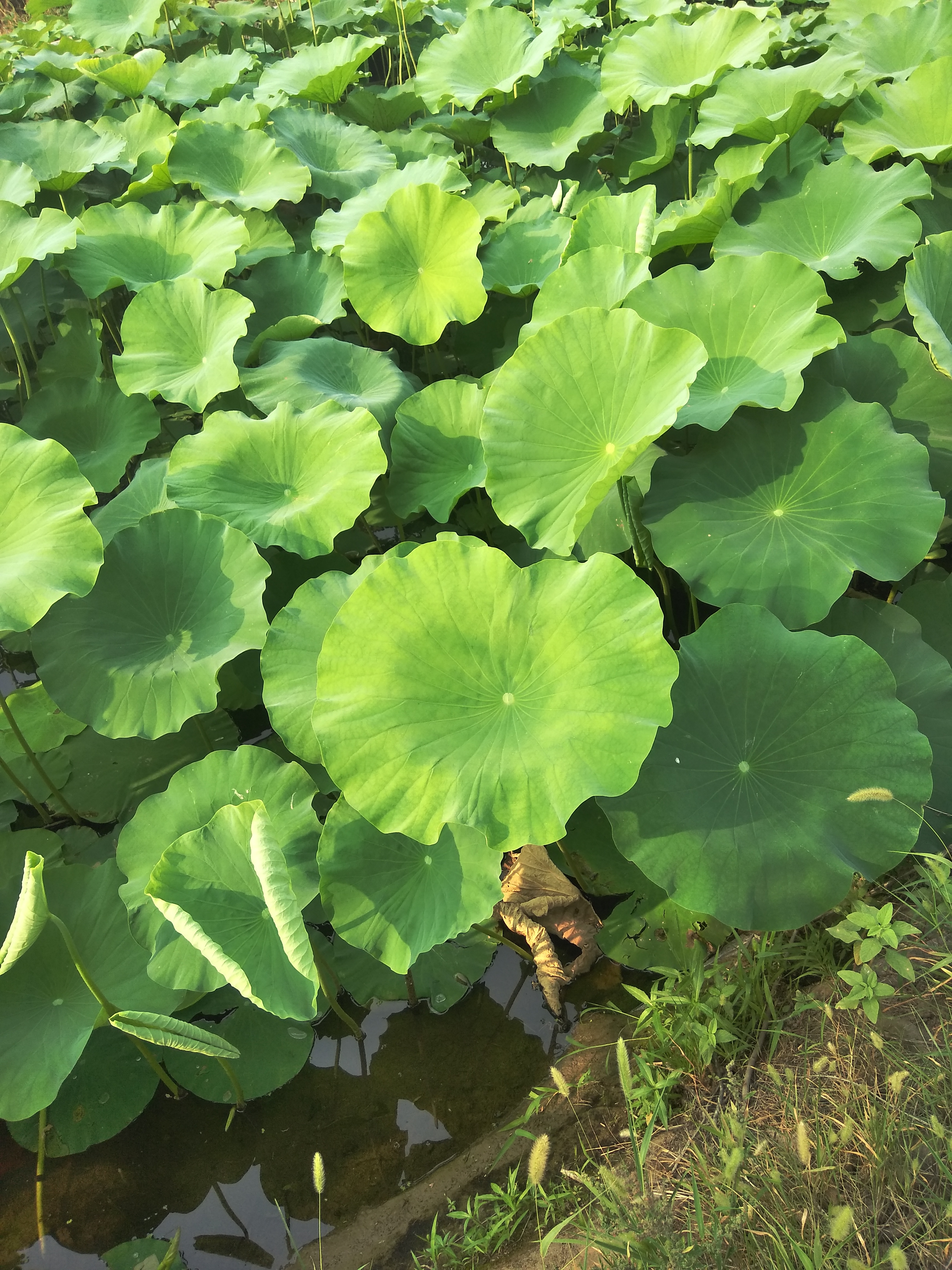 荷叶绿了·荷花开了