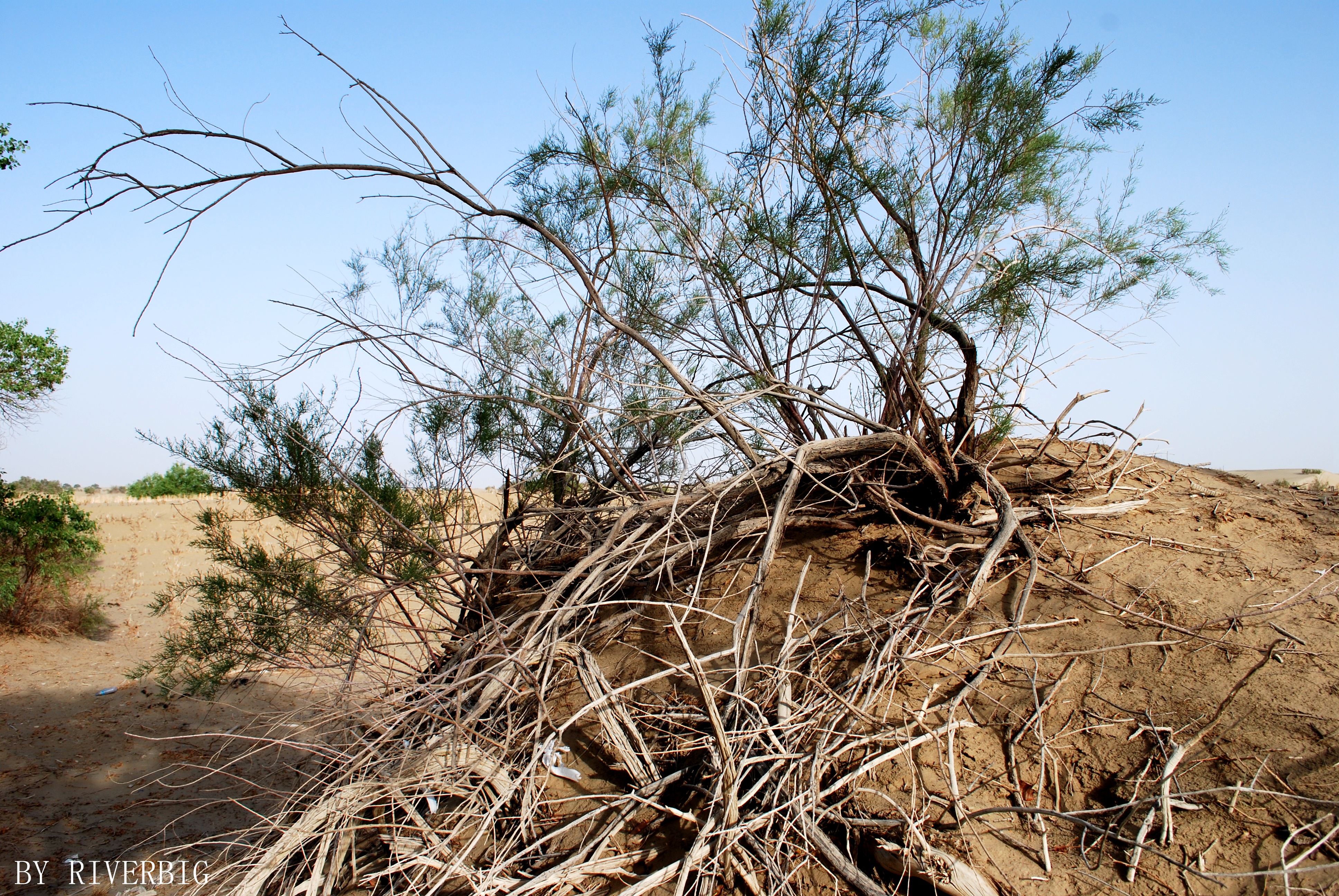 通过长达十几米的根系,胡杨树才能吸收到深埋于沙漠地底的水