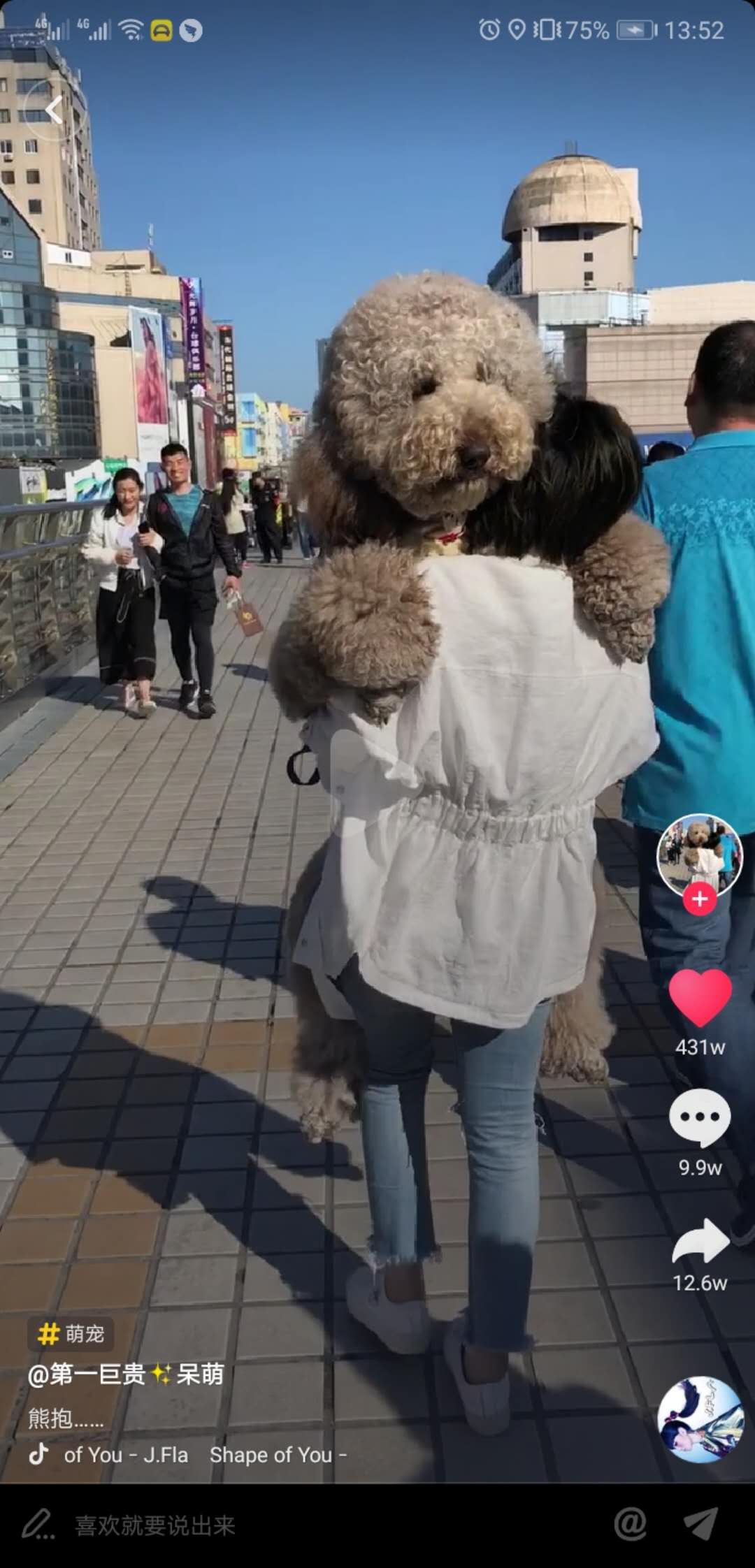 抖音最火超萌泰迪plus:不要叫我泰迪,要叫我泰坦!