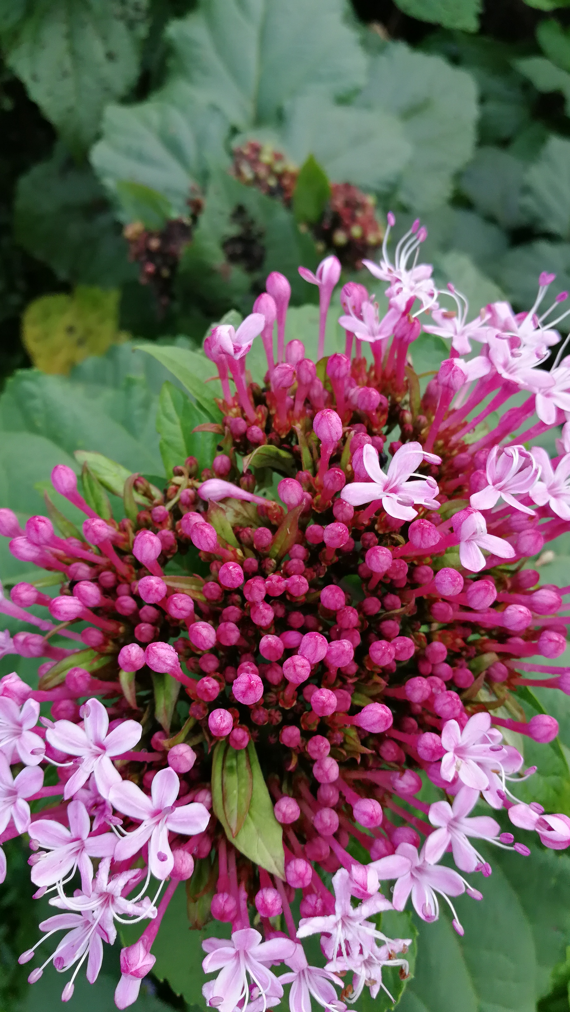 臭茉莉花,花艳,名不雅!