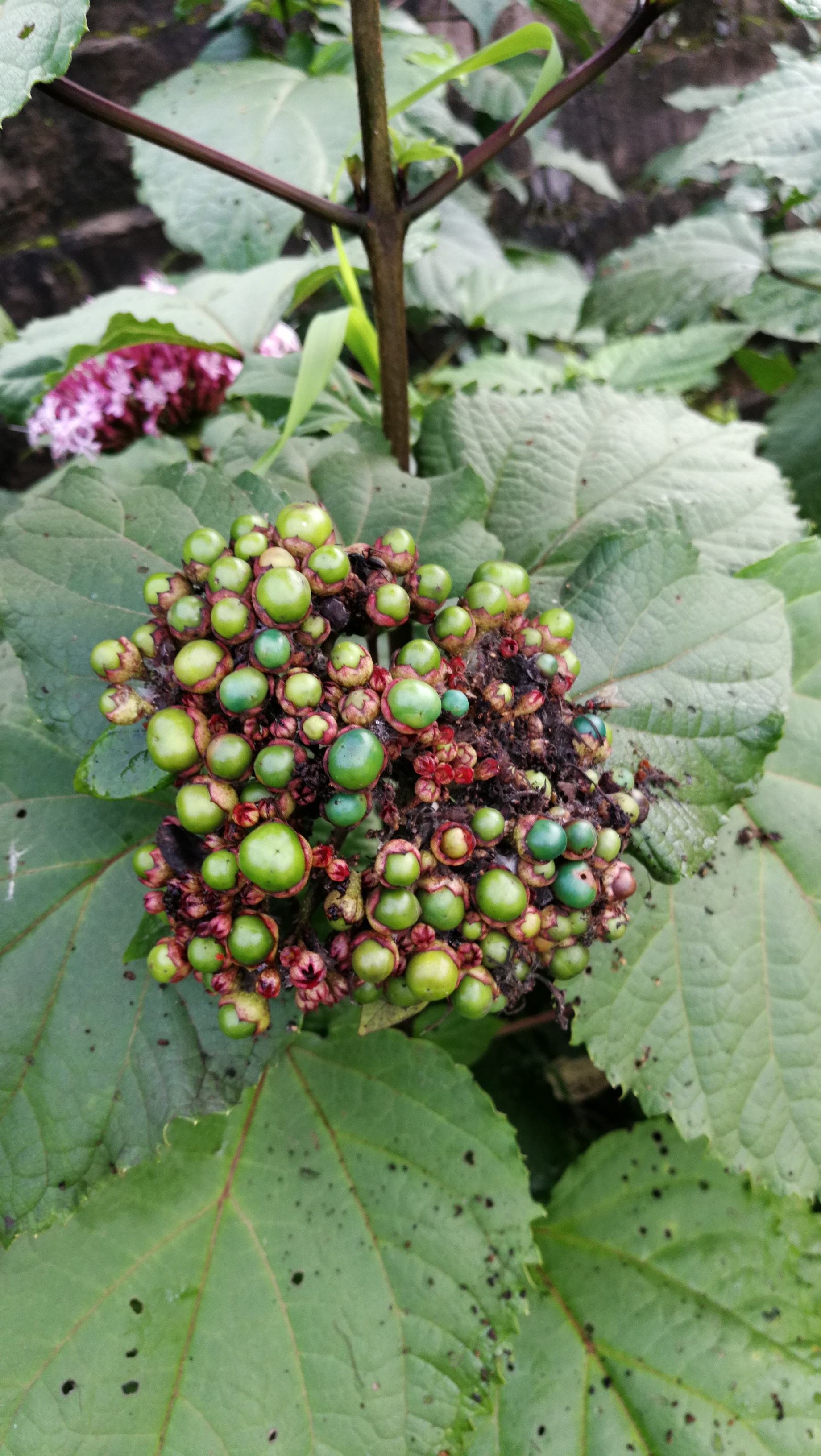 臭茉莉花,花艳,名不雅!