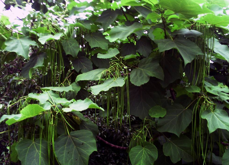 桐叶的一些小知识