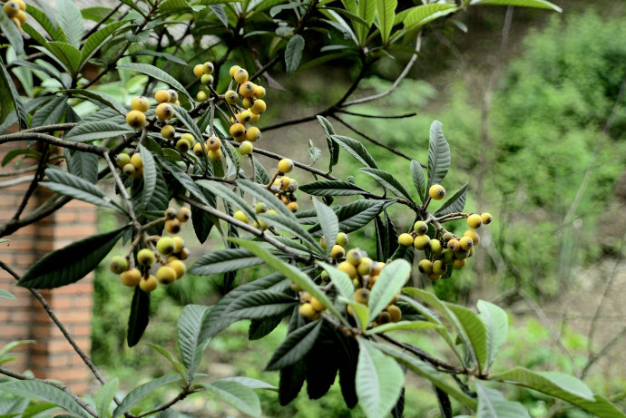 农村的4种野果,曾是农村娃的"免费零食",现在已经很少见了