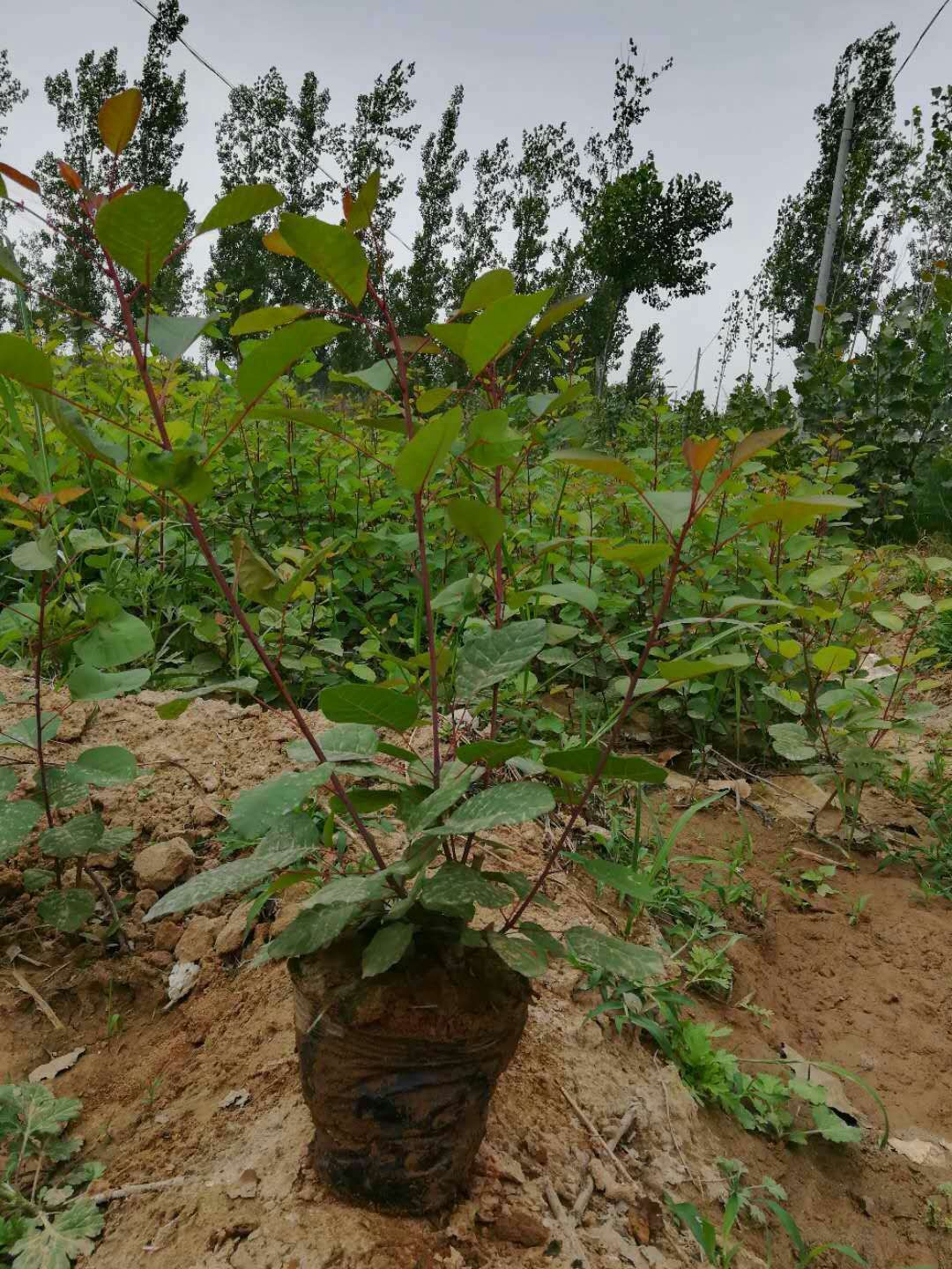 营养杯的丛生黄栌