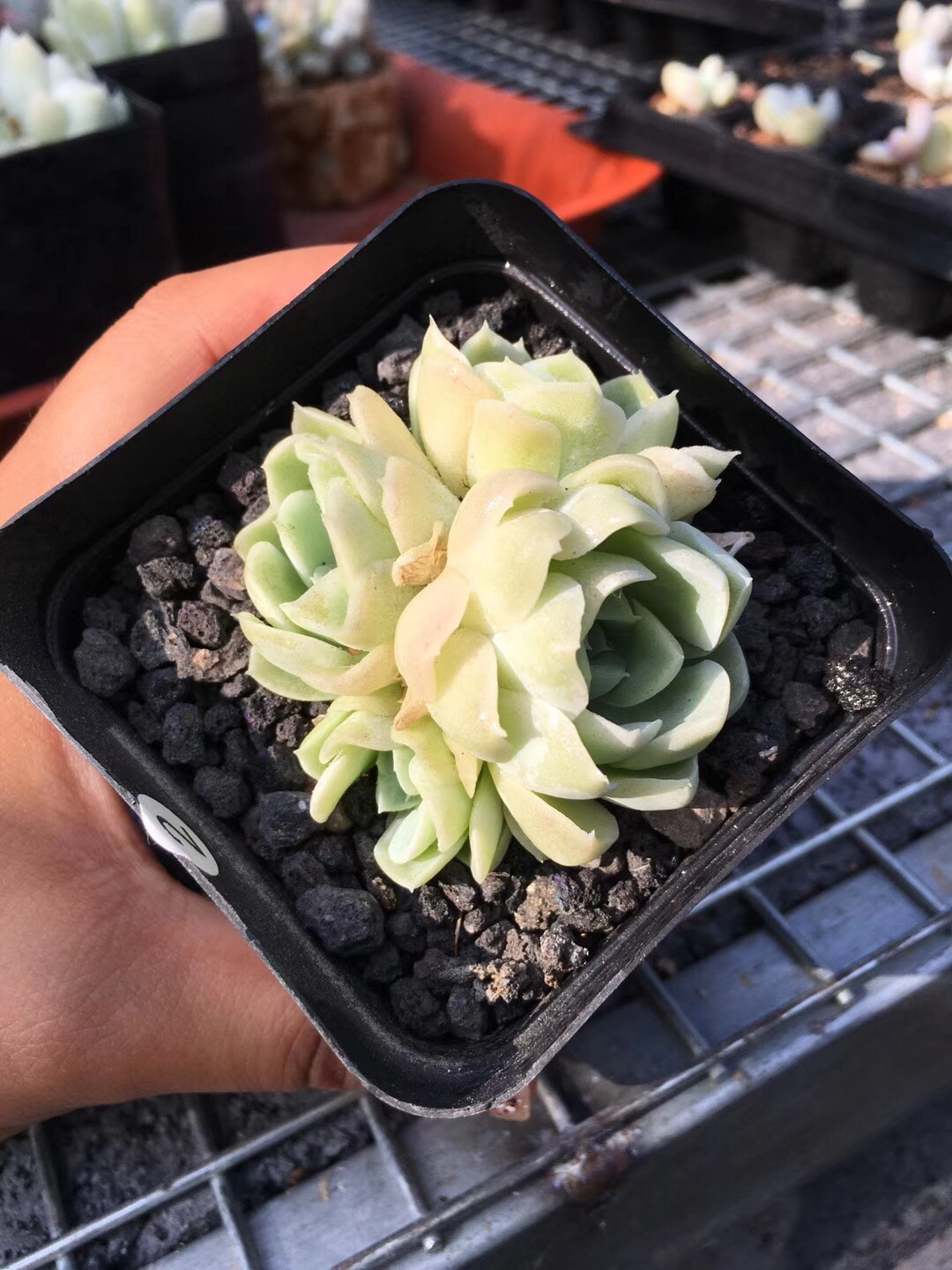 自家养的阿尔巴月影