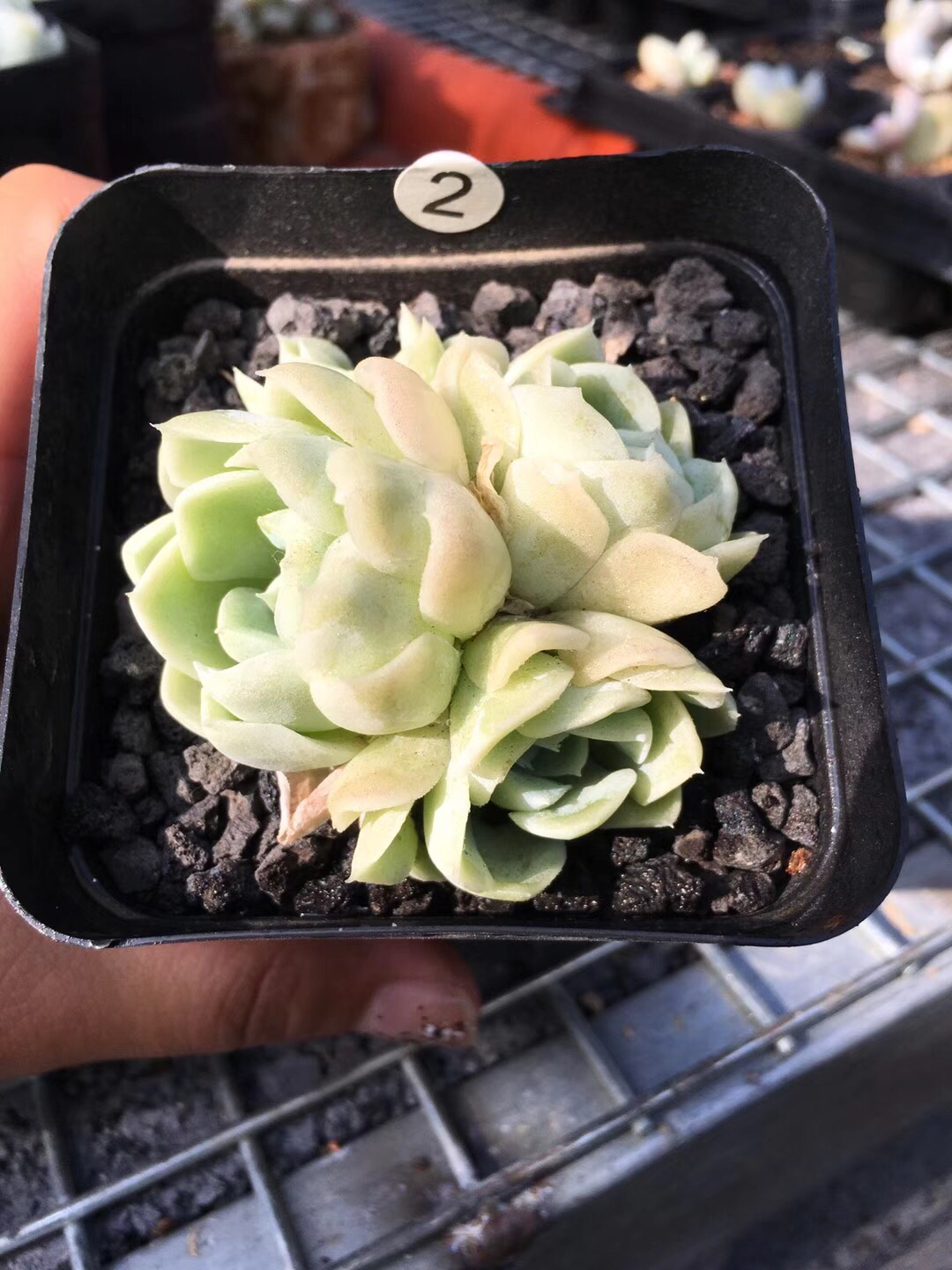 自家养的阿尔巴月影