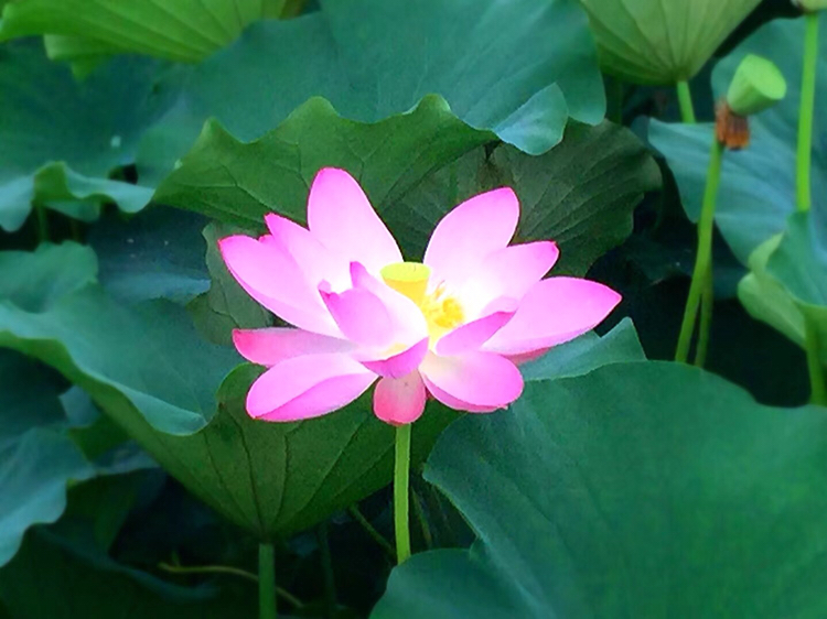 清净自在,莲花盛开,迷人心窍,醉人花气!