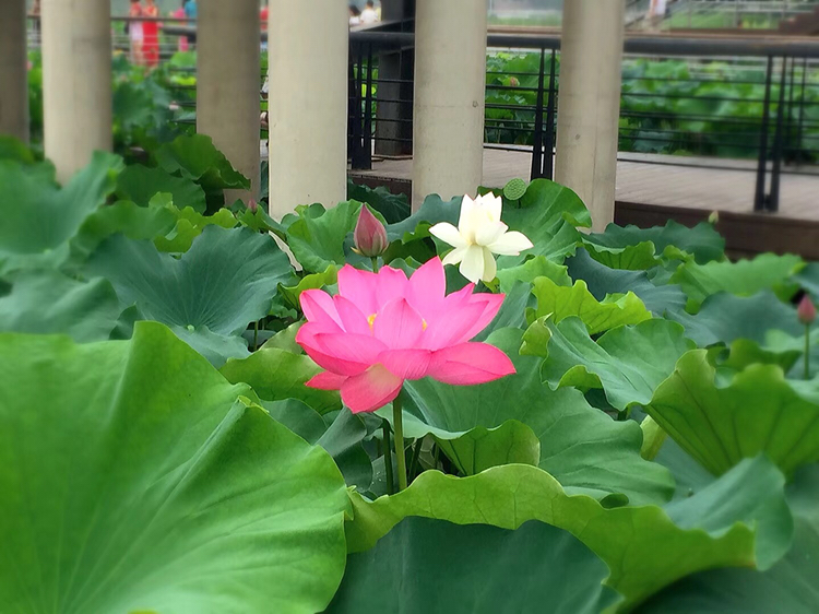 清净自在,莲花盛开,迷人心窍,醉人花气!