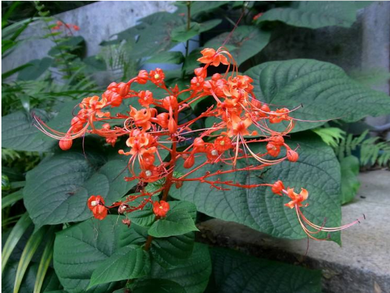 农村常见植物,开花红艳似火,农民叫它"状元红",可以消肿散瘀