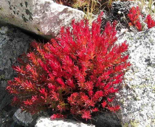 抗氧化研究发现,红景天进入身体之后能有效的降低肌肉的耗氧量,提高