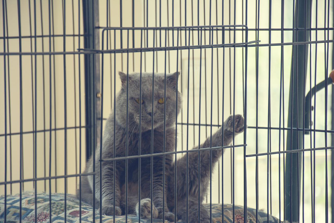 小猫因太粘人被关笼子里,过了一会儿,猫咪的举动让主人哭笑不得