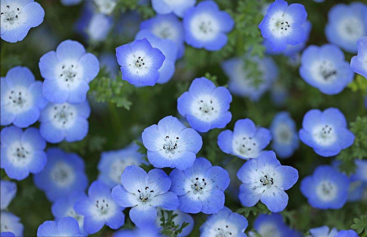 美女樱.花色很多,稍微不耐干旱,因此要多浇水.