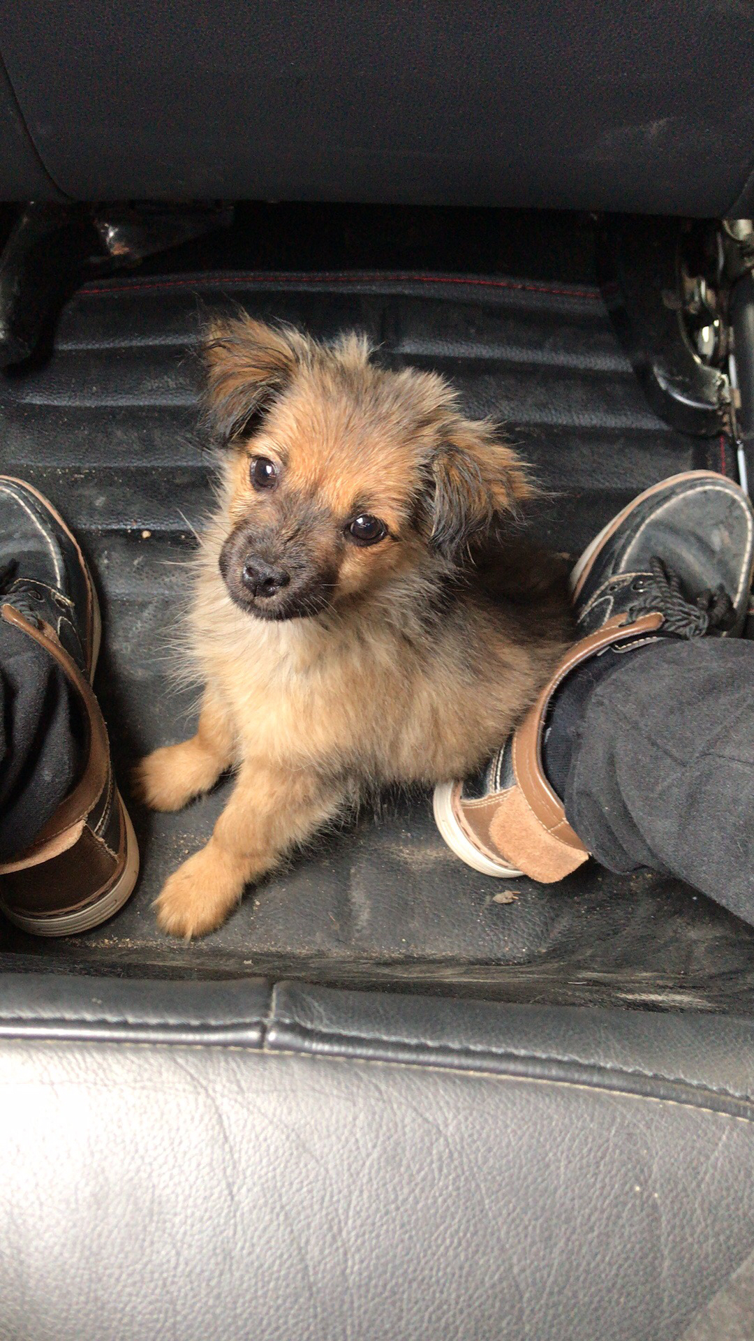 什么是串串狗,聪明可爱