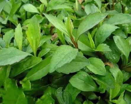 农村一种野菜,治疗肺结核有奇效,堪称美味,你吃过吗?