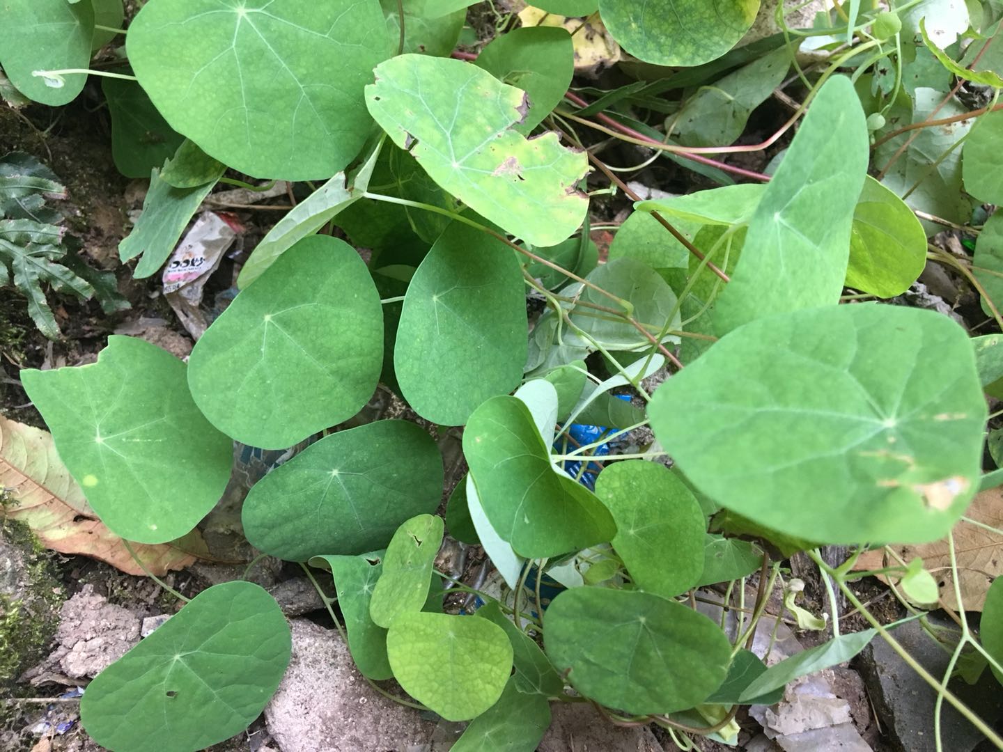 农村这种植物叫"山乌龟",又名金线吊乌龟,城里人用它来镇宅!