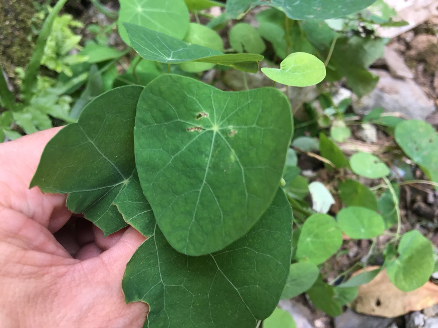 农村这种植物叫山乌龟,又名金线吊乌龟,城里人用它来镇宅!