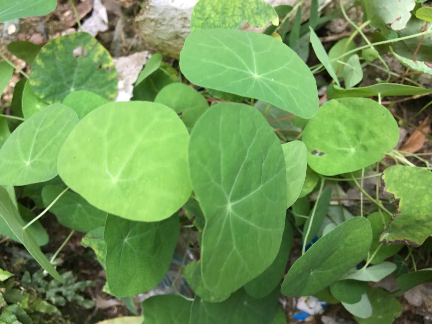 农村这种植物叫"山乌龟",又名金线吊乌龟,城里人用它来镇宅!